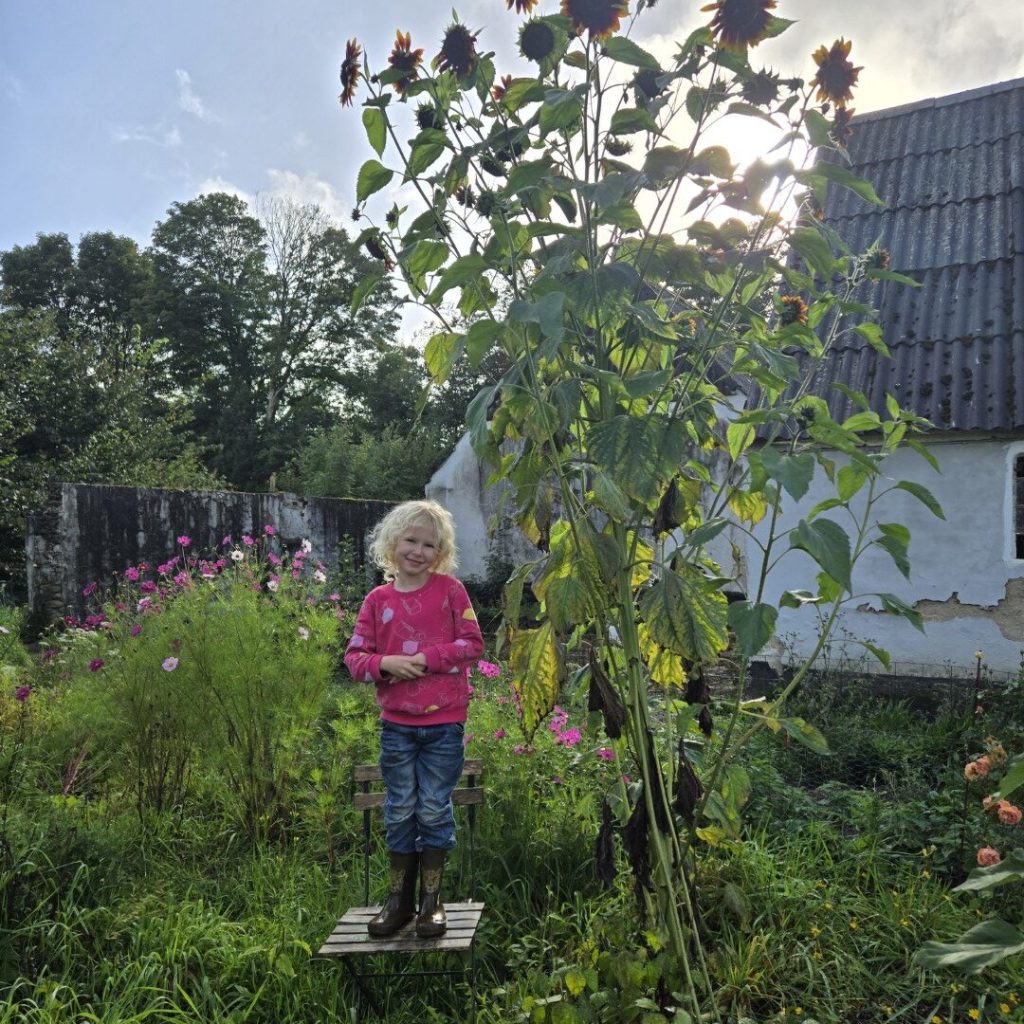 Solsikke bedst